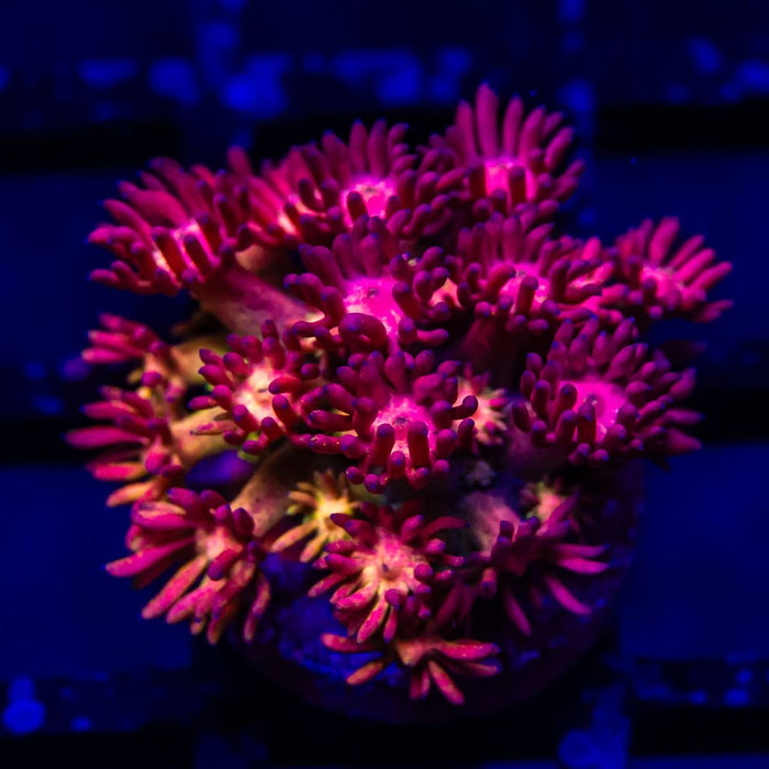 Goniopora Super Ultra (Goniopora sp.) - Reef Exclusive MA LLC