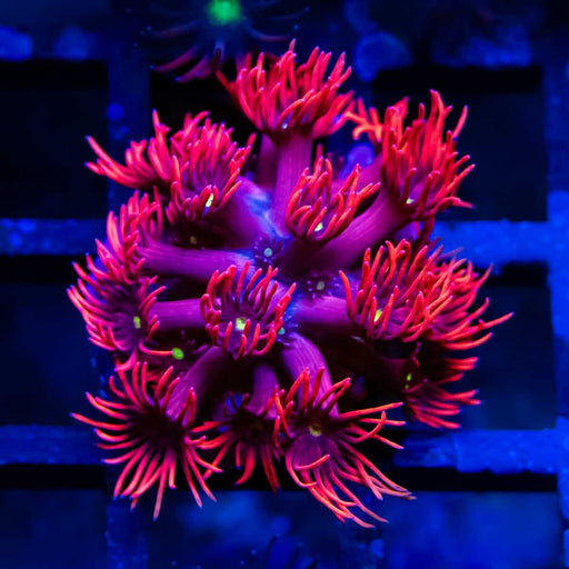 Goniopora Super Ultra (Goniopora sp.) - Reef Exclusive MA LLC