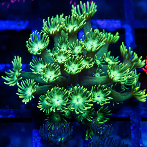 Goniopora Super Ultra Green - Reef Exclusive MA LLC