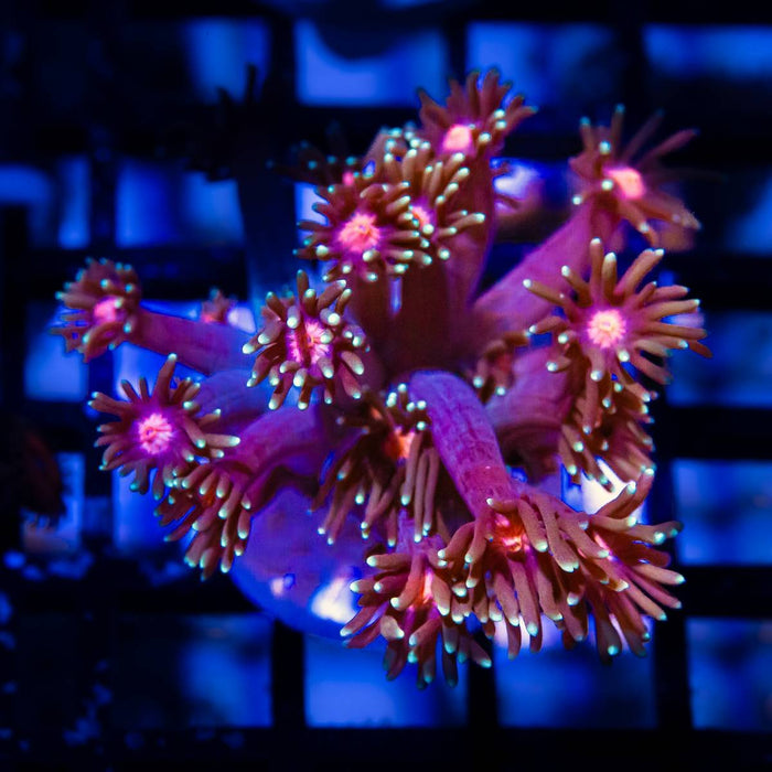 Goniopora Ultra - Reef Exclusive MA LLC