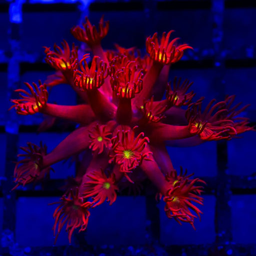 Goniopora Ultra - Reef Exclusive MA LLC