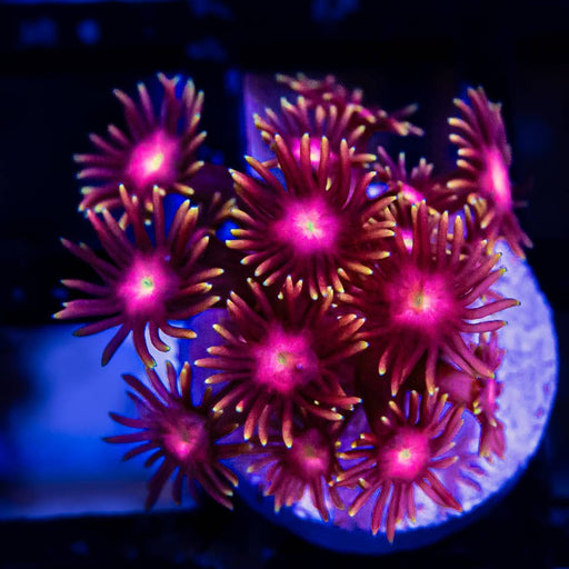 Goniopora Ultra - Reef Exclusive MA LLC