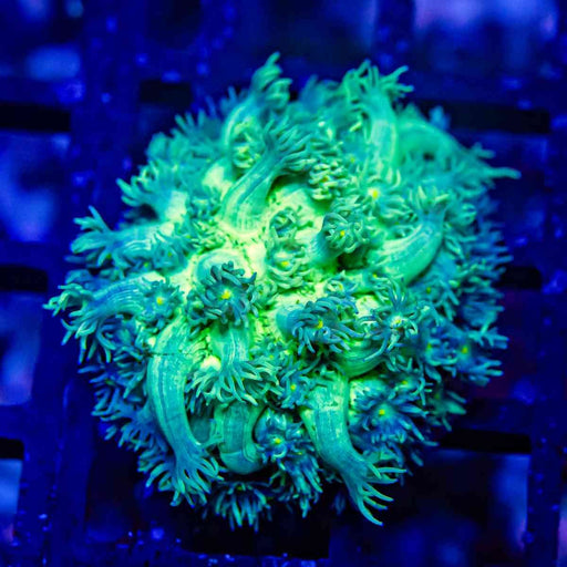 Goniopora Ultra (Goniopora sp.) - Reef Exclusive MA LLC