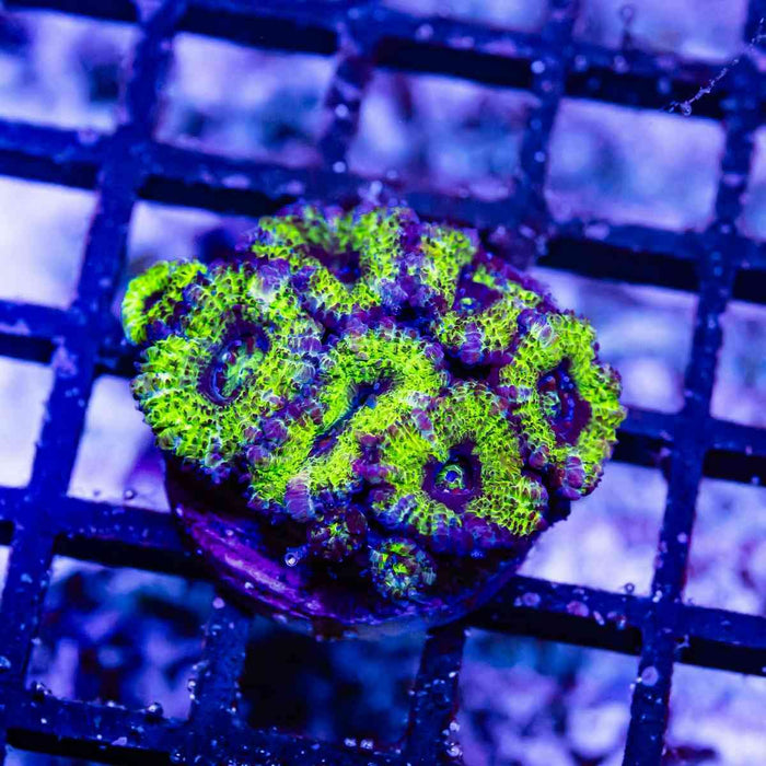 Green Blue Acan Frag - Reef Exclusive MA LLC