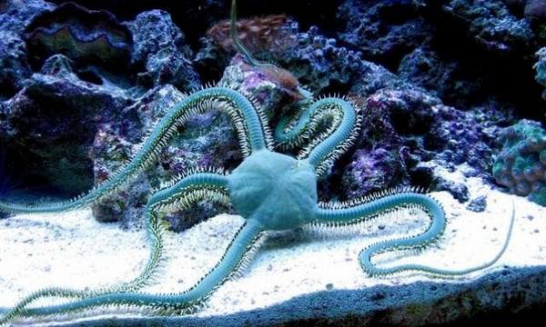 Green Brittle Star (Ophiarachna Incrassata) - Reef Exclusive MA LLC