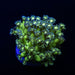 Green Purple Goni Frag - Reef Exclusive MA LLC