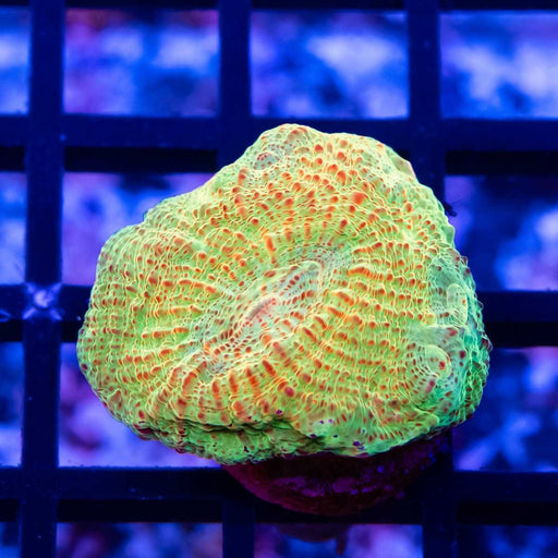 Green Red Chalice Frag - Reef Exclusive MA LLC