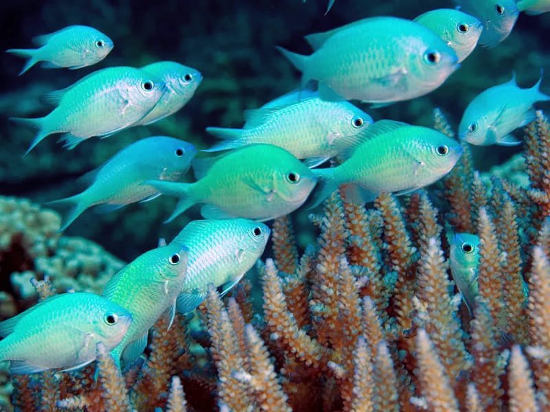 Green Reef Chromis (Chromis Viridis) - Reef Exclusive MA LLC