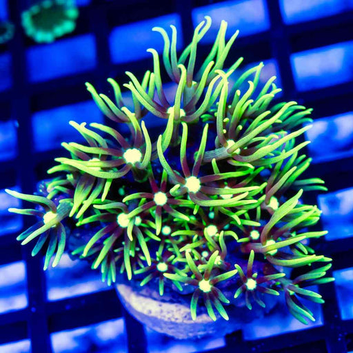 Green Star Polyp Coral - Reef Exclusive MA LLC