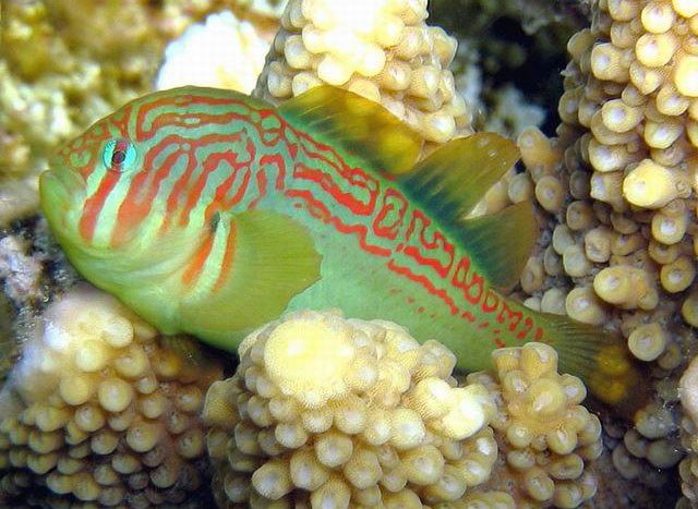 Green War Paint Clown Goby (Gobiodon Atrangulatus) - Reef Exclusive MA LLC