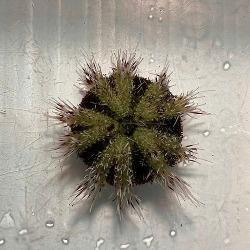 Hairy Pincushion Urchin (Tripneustes Gratilla) - Reef Exclusive MA LLC