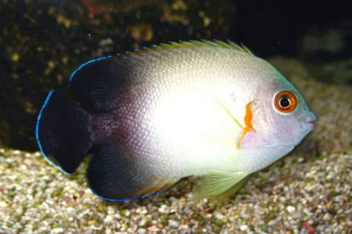 Half Black Angelfish (Centropyge Vroliki) - Reef Exclusive MA LLC