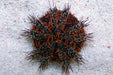 Halloween Pincushion Urchin (Tripneustes Gratilla) - Reef Exclusive MA LLC