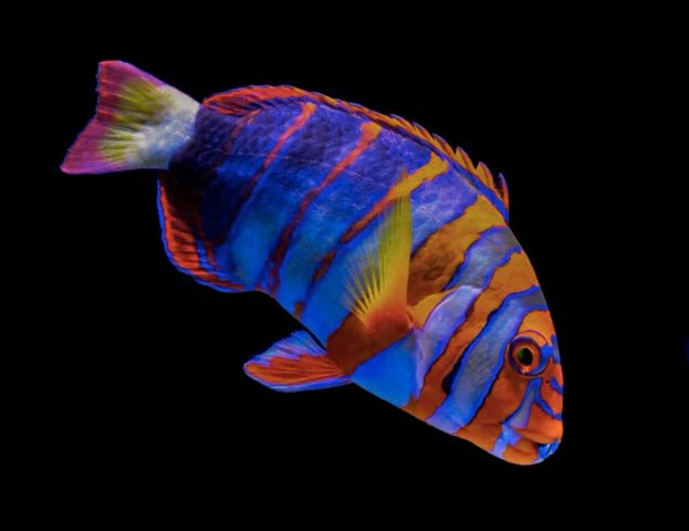 HARLEQUIN TUSKFISH AUSSIE (CHOERODON FASCIATUS) - Reef Exclusive MA LLC