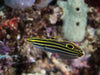 Hector's Goby (Koumansetta Hectori) - Reef Exclusive MA LLC