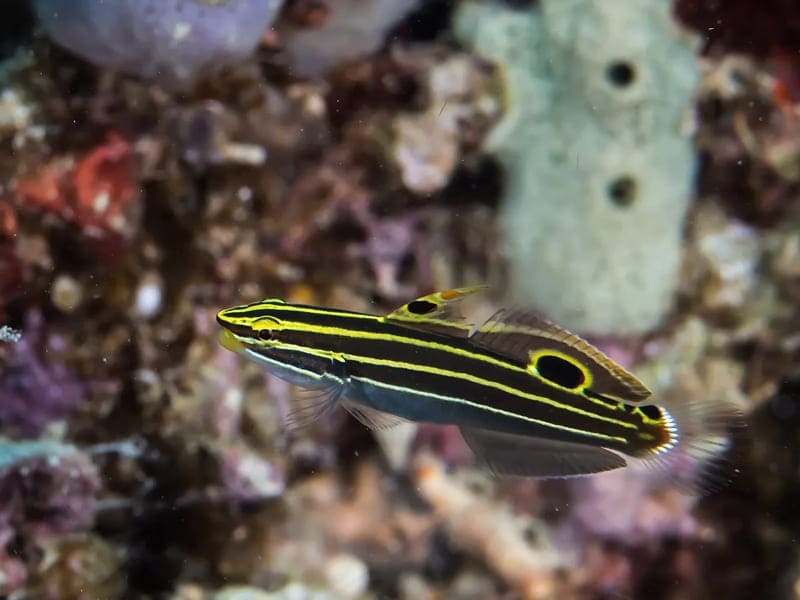 Hector's Goby (Koumansetta Hectori) - Reef Exclusive MA LLC