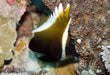 Horned Heniochus (Heniochus Varius) - Reef Exclusive MA LLC