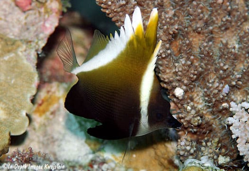 Horned Heniochus (Heniochus Varius) - Reef Exclusive MA LLC