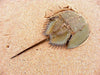 Horseshoe Crab (Limulus Polyphemus) - Reef Exclusive MA LLC