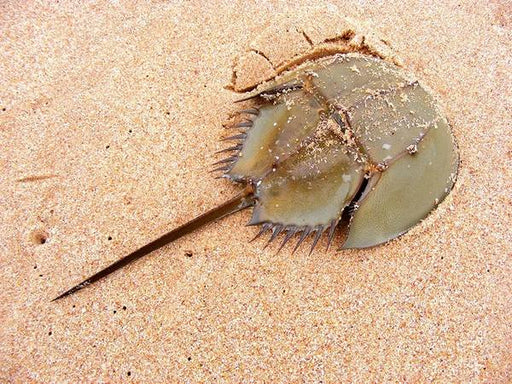 Horseshoe Crab (Limulus Polyphemus) - Reef Exclusive MA LLC