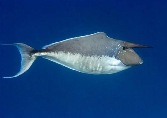 Humpback Unicornfish (Naso Brachycentron) - Reef Exclusive MA LLC