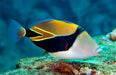 Humu Rectangle Triggerfish (Rhinecanthus Rectangulus) - Reef Exclusive MA LLC