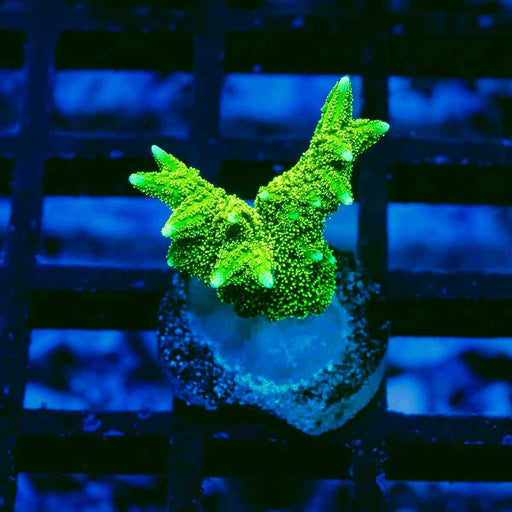 Hydnophora Super Neon Green - Reef Exclusive MA LLC