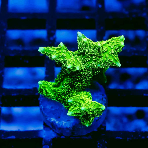 Hydnophora Super Neon Green - Reef Exclusive MA LLC