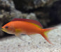 Ignitus Anthias (Pseudanthias Ignitus) Female - Reef Exclusive MA LLC