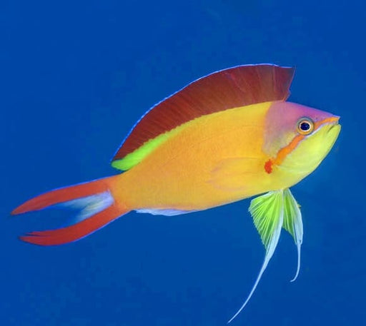 Ignitus Anthias (Pseudanthias Ignitus) Male - Reef Exclusive MA LLC