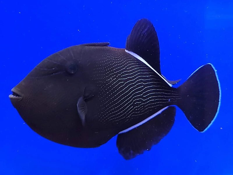 Indian Black Triggerfish (Melichthys Indicus) - Reef Exclusive MA LLC