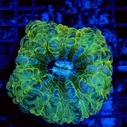 Indophyllia Super Ultra - Reef Exclusive MA LLC