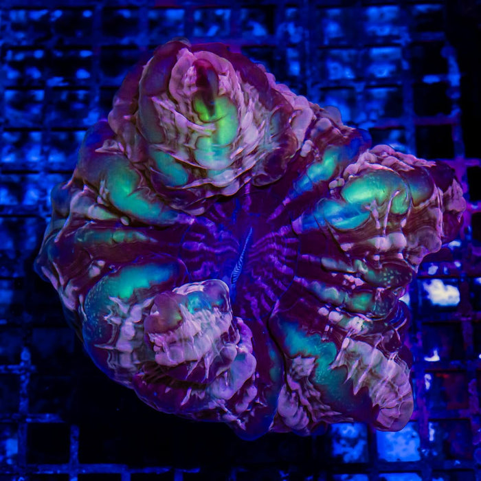 Indophyllia Super Ultra - Reef Exclusive MA LLC