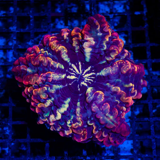 Indophyllia Super Ultra - Reef Exclusive MA LLC