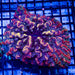 Indophyllia Super Ultra Colony - Reef Exclusive MA LLC