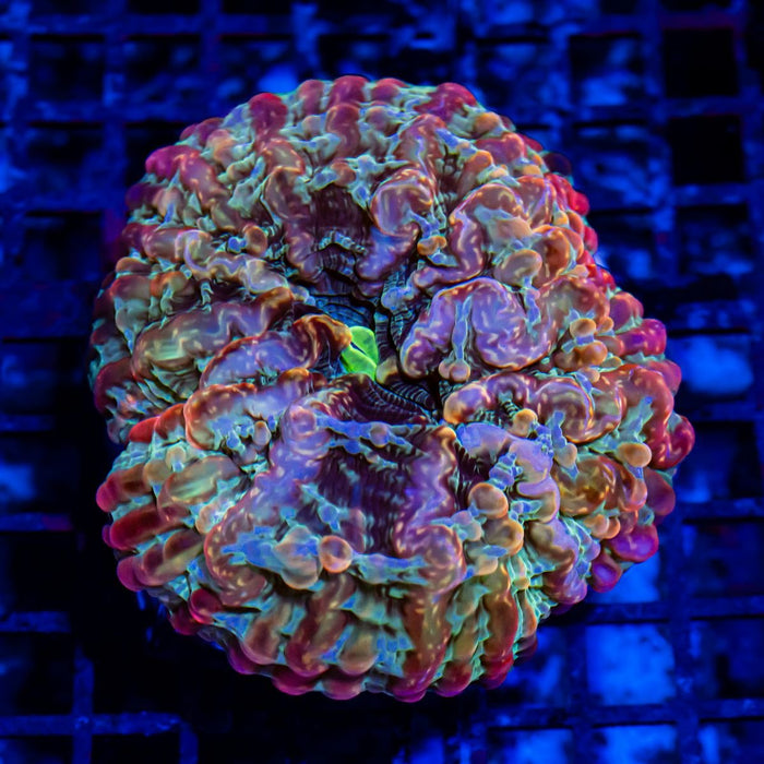 Indophyllia Super Ultra Rainbow - Reef Exclusive MA LLC