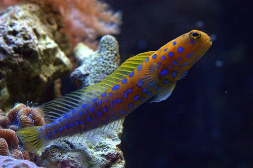 Jawfish, Blue Dot (Opistognathus Rosenblatti) - Reef Exclusive MA LLC