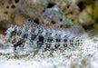 Jewelled Blenny (Salarias Fasciatus) - Reef Exclusive MA LLC