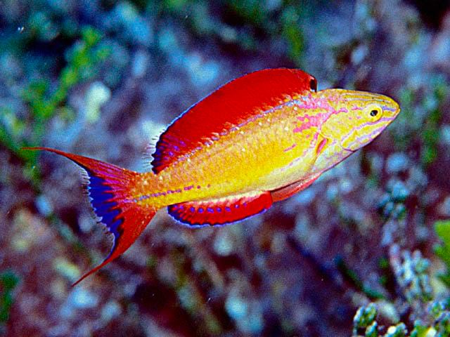 Johnson's Fairy Wrasse (Cirrhilabrus Johnsonii) Male - Reef Exclusive MA LLC