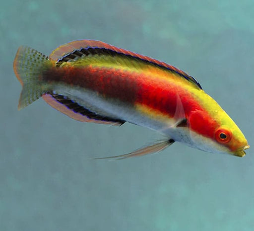 Katherine's Fairy Wrasse (Cirrhilabrus Katherinae) Male - Reef Exclusive MA LLC