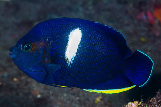 Keyhole Angelfish (Centropyge Tibicin) - Reef Exclusive MA LLC