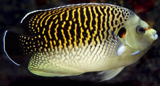 Kingi Angelfish (Apolemicthys Kingi) - Reef Exclusive MA LLC