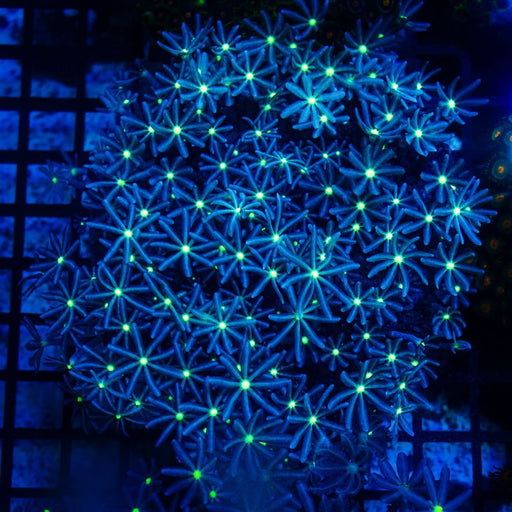 Knopia (Anthelia) Coral Colony - Reef Exclusive MA LLC