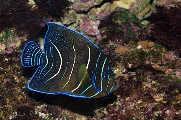 Koran Angelfish (Pomacanthus Semicirculatus) Juvenile - Reef Exclusive MA LLC