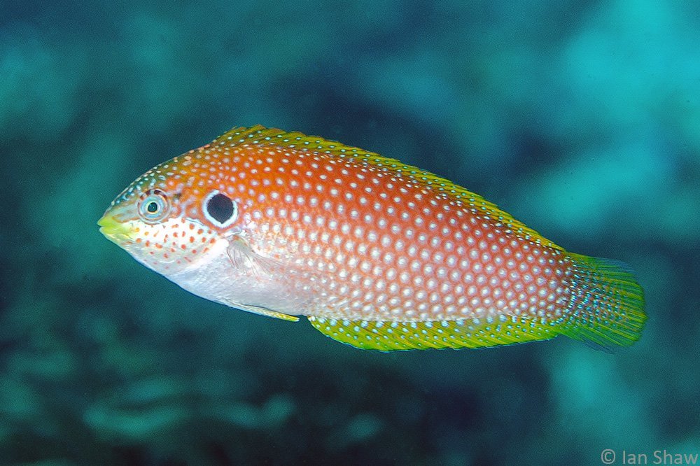 Kuiter's Leopard Wrasse (Macropharyngodon kuiteri) - Reef Exclusive MA LLC