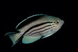 Lamarck Angel (Genicanthus Lamarck) Female - Reef Exclusive MA LLC