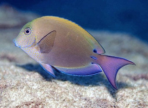 Lavender Tang (Acanthurus Nigrofuscus) - Reef Exclusive MA LLC