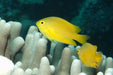 Lemon Damselfish (Pomacentrus Moluccensis) - Reef Exclusive MA LLC