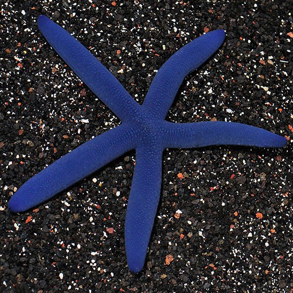 Linckia Sea Star Blue (Linckia laevigata) - Reef Exclusive MA LLC