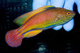 Lineatus Fairy Wrasse (Cirrhilabrus Lineatus) Male - Reef Exclusive MA LLC